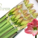 Amaryllis Sunrise (12) 80cm