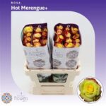 Hot merengue 60cm (Ecuador)