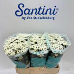 Chr San Kindly White 55cm