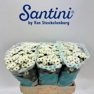 Chr San Kindly White 55cm