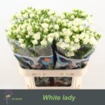 White Lady 70cm