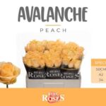 Avalanche Peach 50cm (A2)