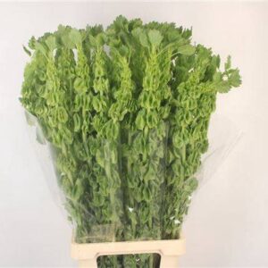 Moluccella stuk 60cm