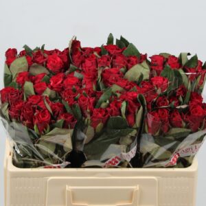 Red Tacazzi 50cm