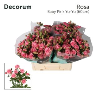 Baby pink Yo-Yo 60cm
