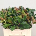 Photinia Curly Fantasy 50cm