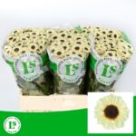 Chr San Patrese Cream 55cm