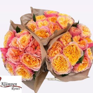 Kensington Gardens 40cm