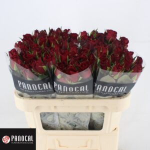 Burgundy 70cm