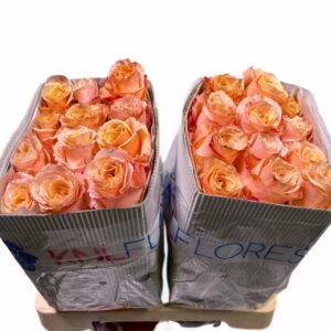 Shimmer 70cm (Ecuador)