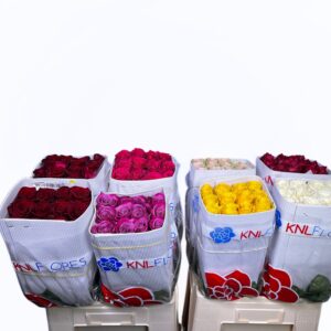 Ecuador mix 50cm (25steli)