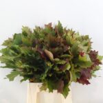 Querc Rubra bicolor 50cm