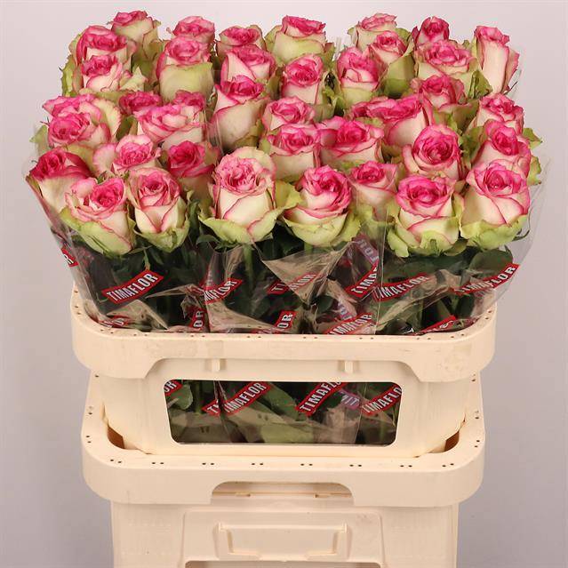 bd2ef0cf-07be-81a8-9352-82a22cf57c7a