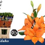 Lilium La Idaho 90cm