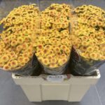 Chr San Ma Ty Sunrise 55cm