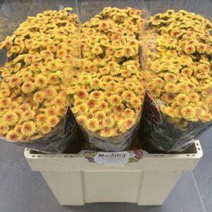 Chr San Ma Ty Sunrise 55cm