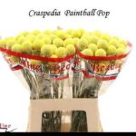 Craspedia Paintball Pop 70cm