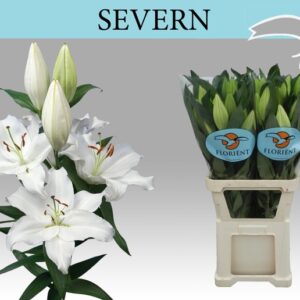 Lilium Or Severn 90cm