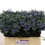 Eryngium  Orion Questar 50cm
