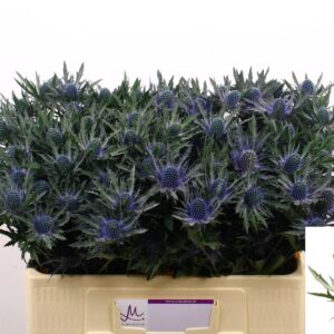Eryngium  Orion Questar 50cm