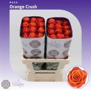 Orange crush 40cm (Ecuador)