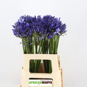 Agapanthus Uri 60cm
