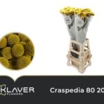 Craspedia Paintball jumbo 70cm