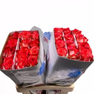 Blush 60cm (Ecuador)