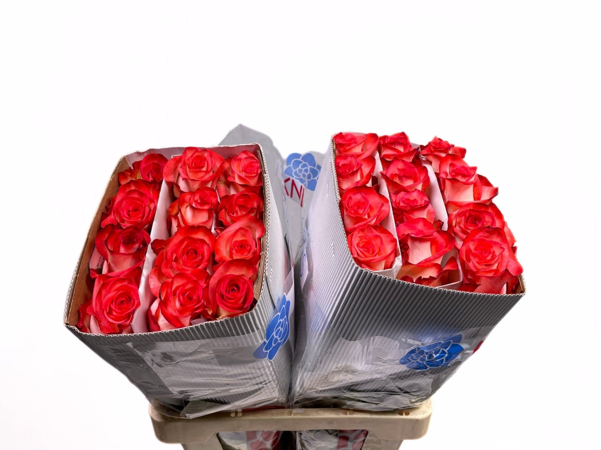 R gr Blu 6_7-10227570