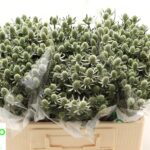 Eryngium White glitter 40cm