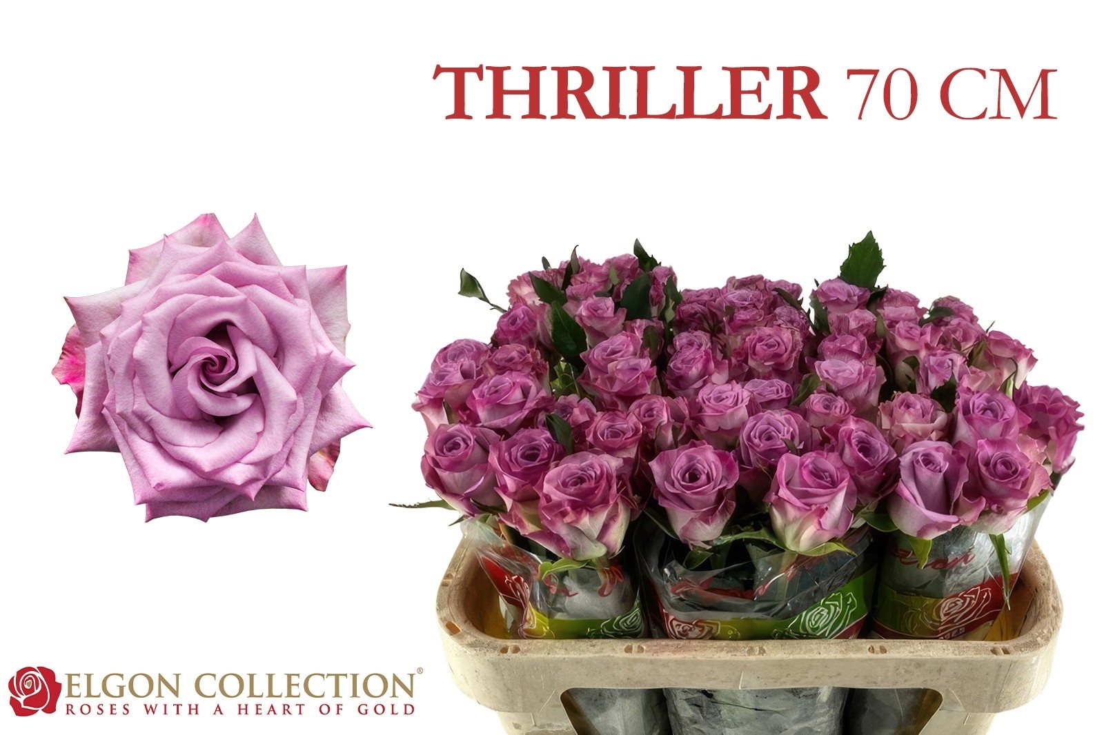 08b0822491b20-6629639