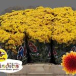 Chr San mad Lambo sunrise 55cm