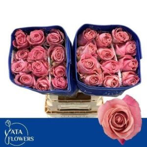 Hermosa 70cm (25steli)