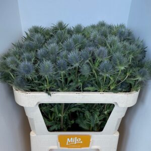 Eryngium Magical Anita 60cm