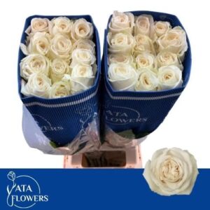 Playa Blanca 70cm (25steli)