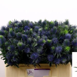 Eryngium Supernova Questar 50cm
