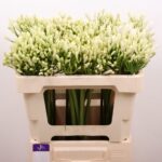 Agapanthus Gletsjer 50cm