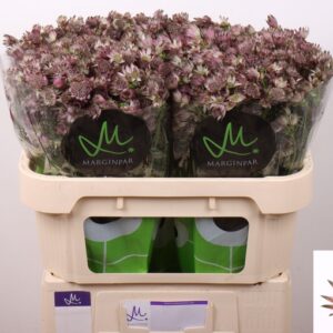 Astr Star of Africa 60cm