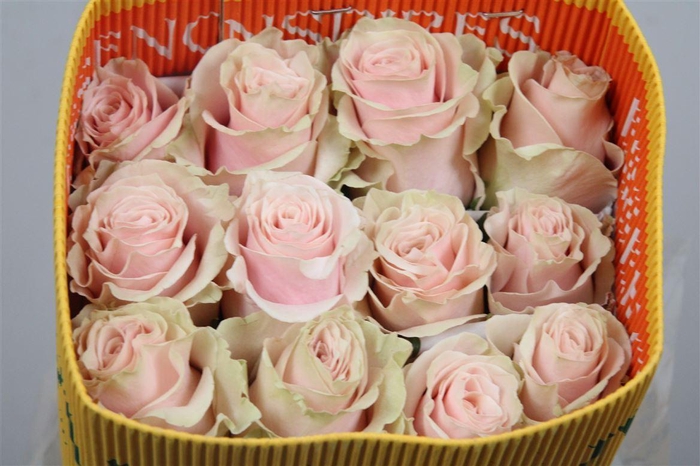 133433979 Pink Mondial 50cm (25steli) - immagine 1