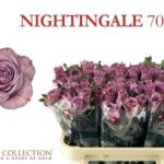 Nightingale 70cm
