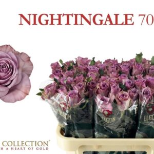 Nightingale 70cm