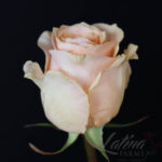 Felicity 60cm (25steli)