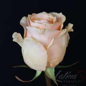 Felicity 60cm (25steli)