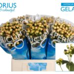 Hypericum coco gelato 60cm