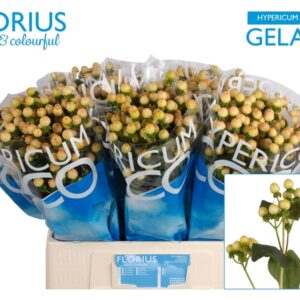 Hypericum coco gelato