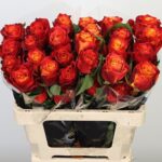 Atomic 40cm (25steli)