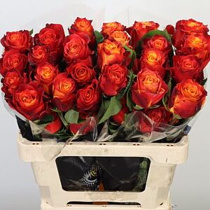 Atomic 40cm (25steli)