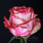 Magic Times 50cm Ecuador