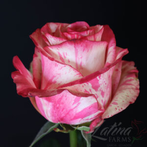 Magic Times 40cm (25steli)