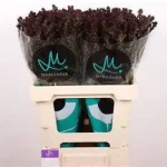 Phlox Blind Lion 60cm